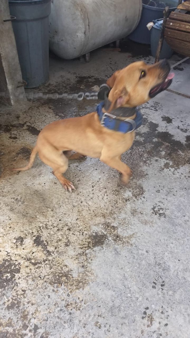 Photo of the dog