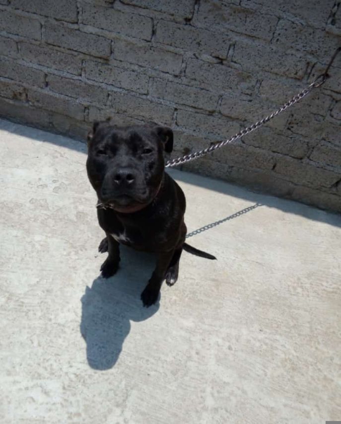 Photo of the dog