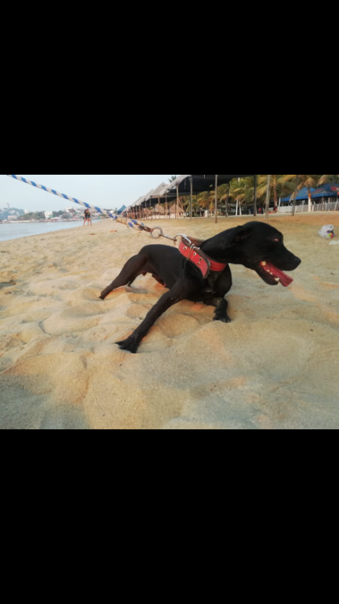 Photo of the dog