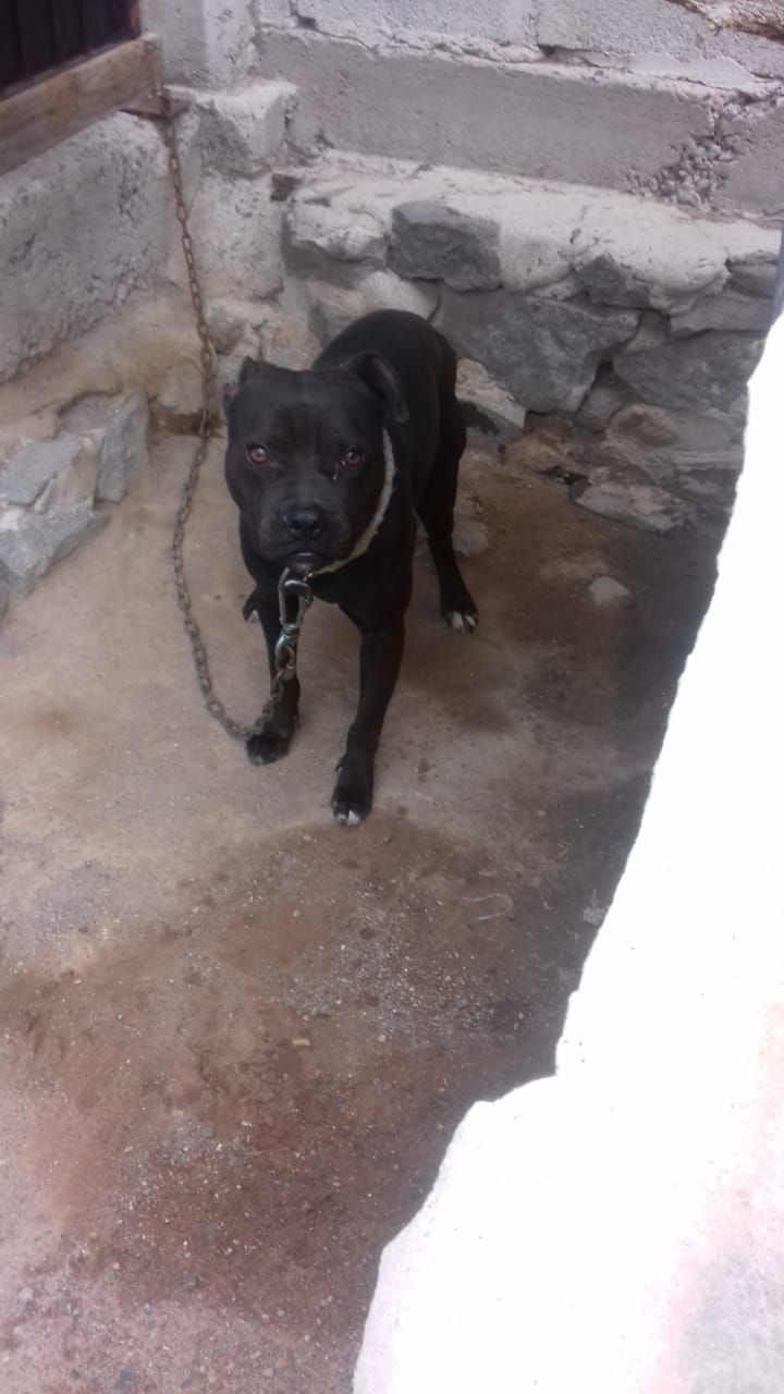 Photo of the dog