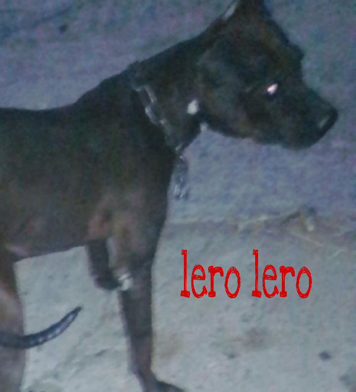 Photo of the dog