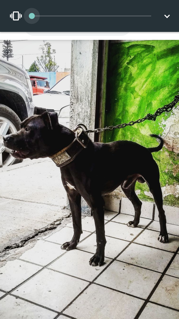 Photo of the dog