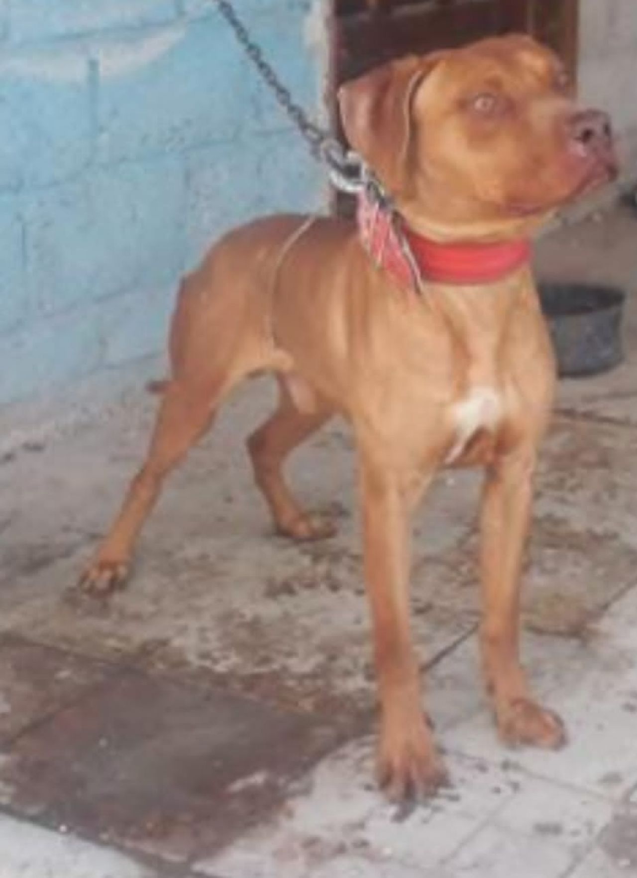 Photo of the dog