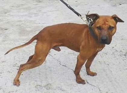Photo of the dog