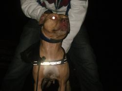 Photo of the dog
