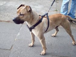 Photo of the dog