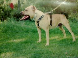 Photo of the dog