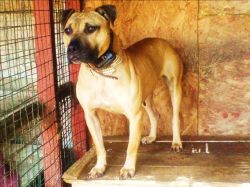 Photo of the dog