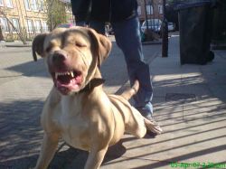 Photo of the dog
