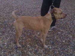 Photo of the dog