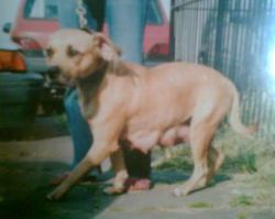 Photo of the dog
