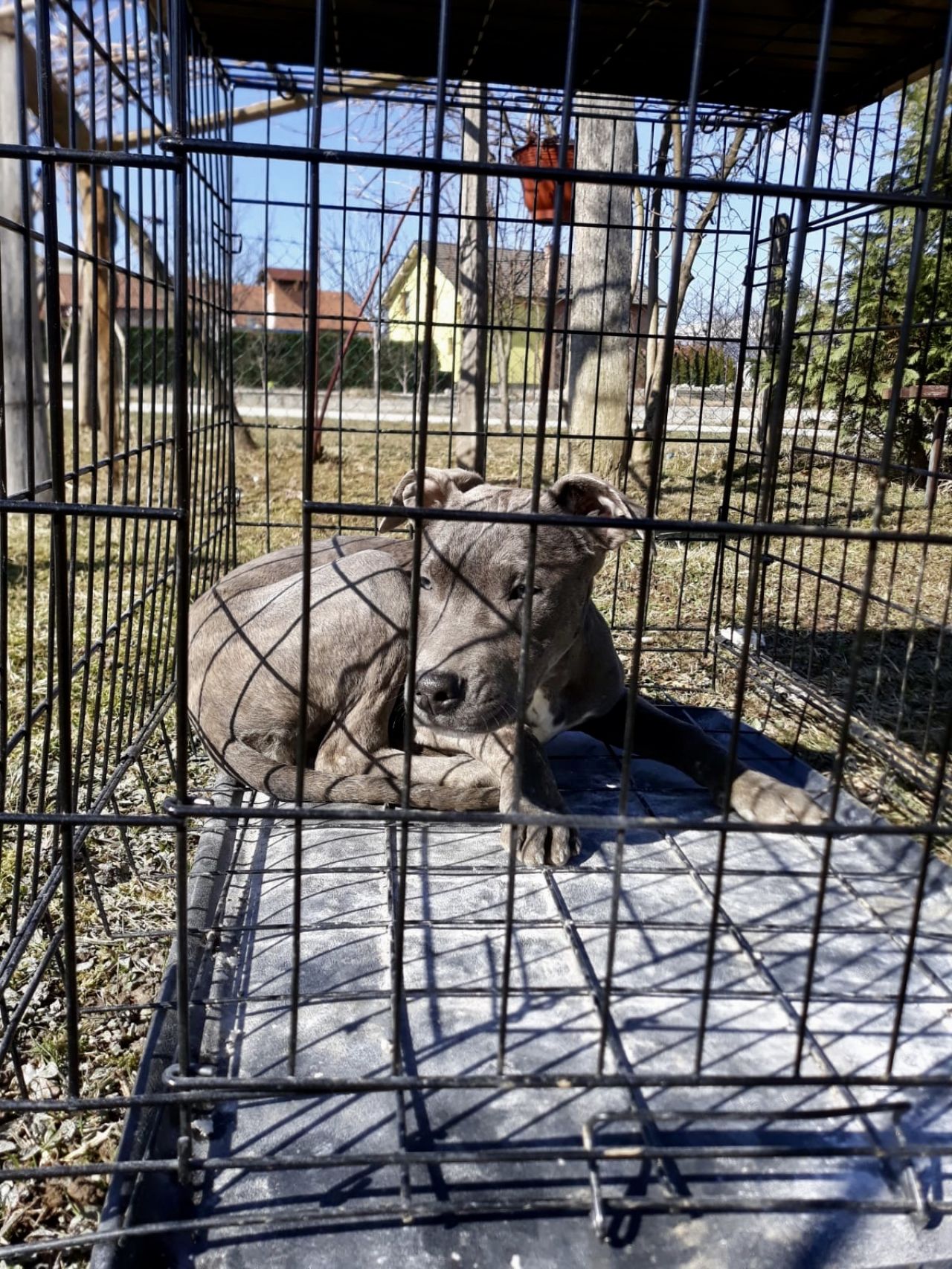 Photo of the dog