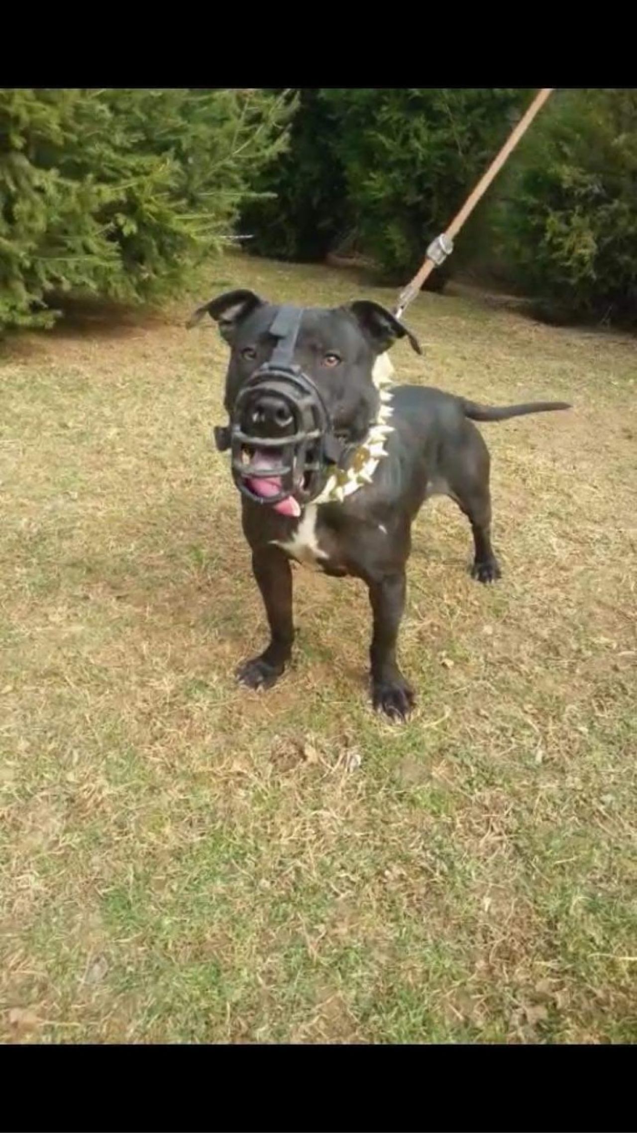 Photo of the dog