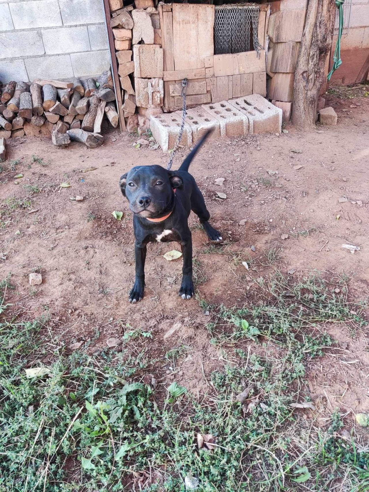 Photo of the dog
