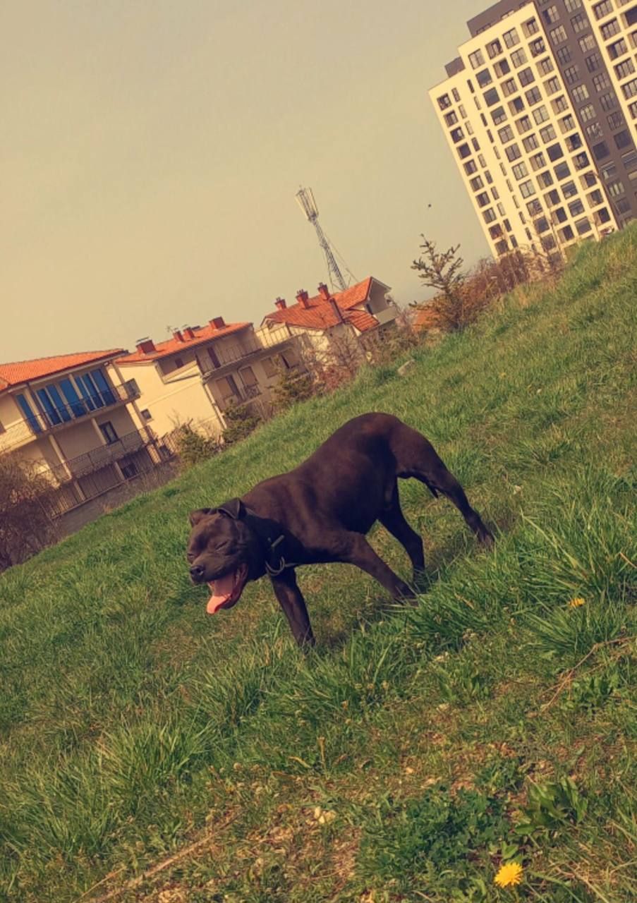 Photo of the dog