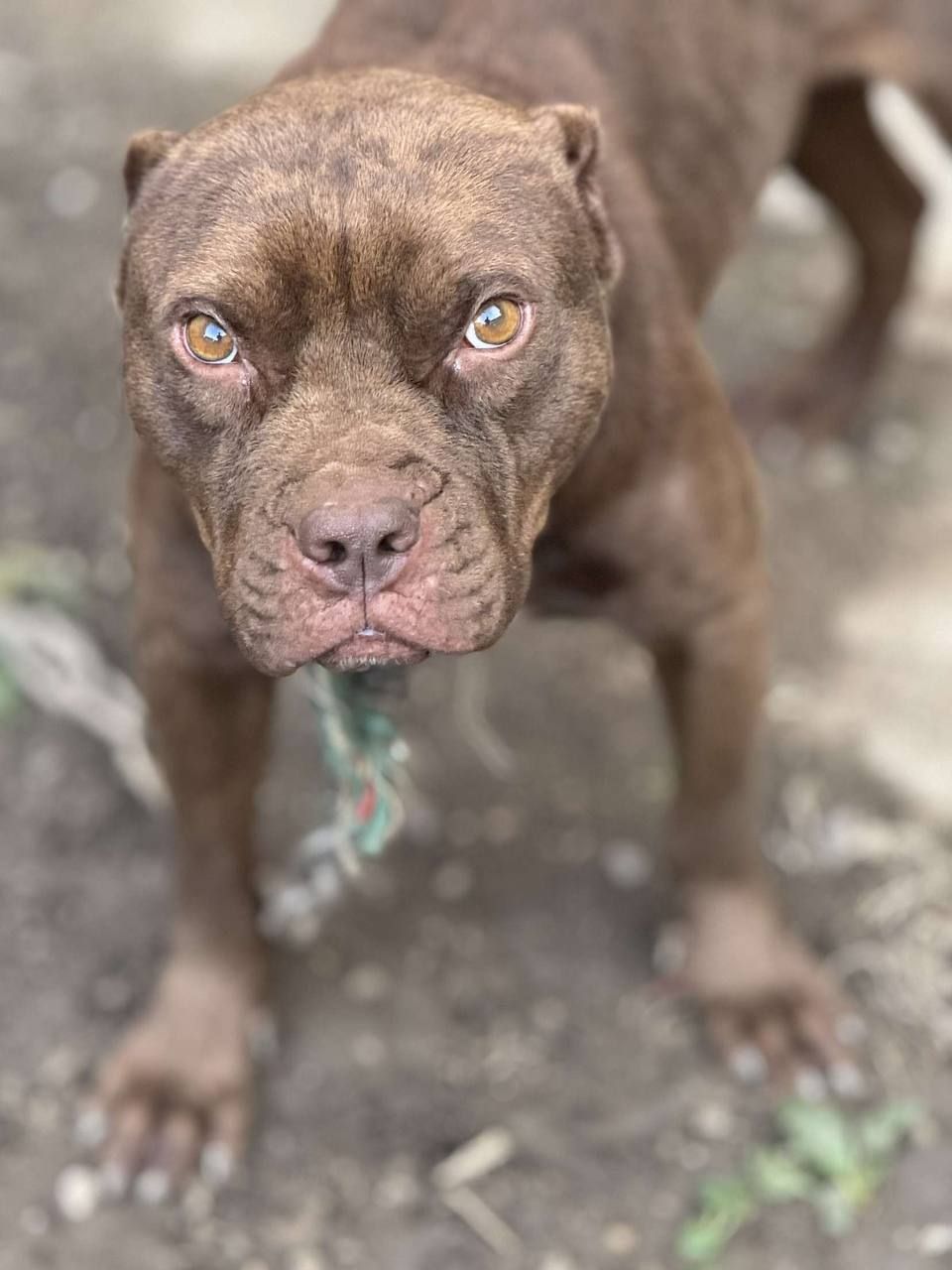 Photo of the dog