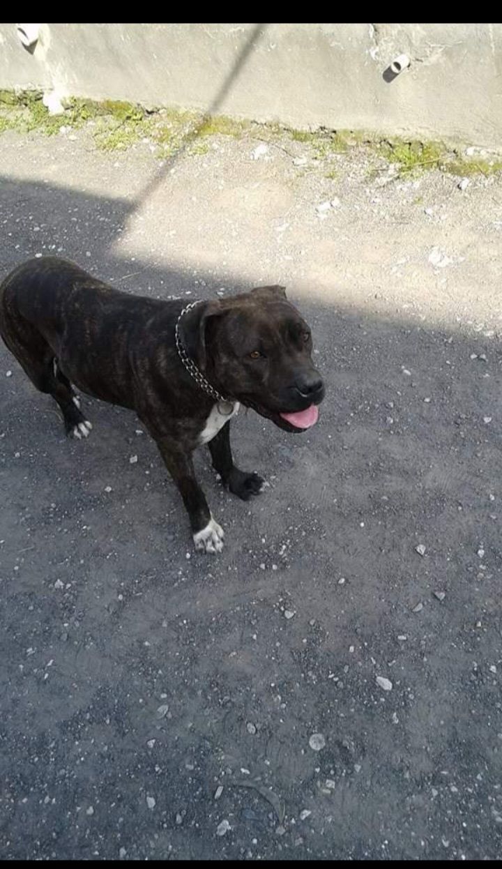 Photo of the dog
