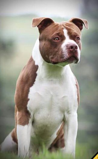Photo of the dog