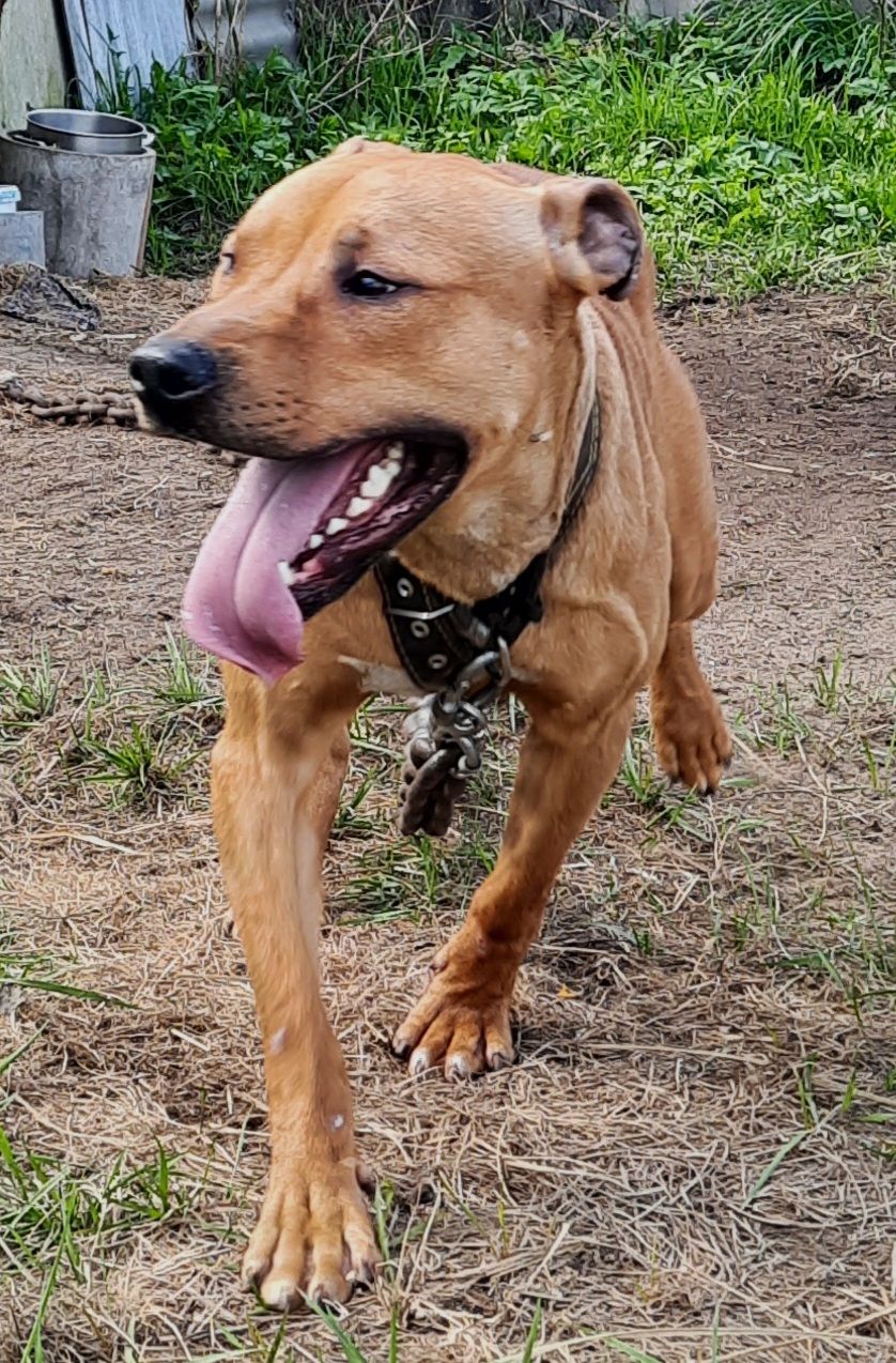 Photo of the dog