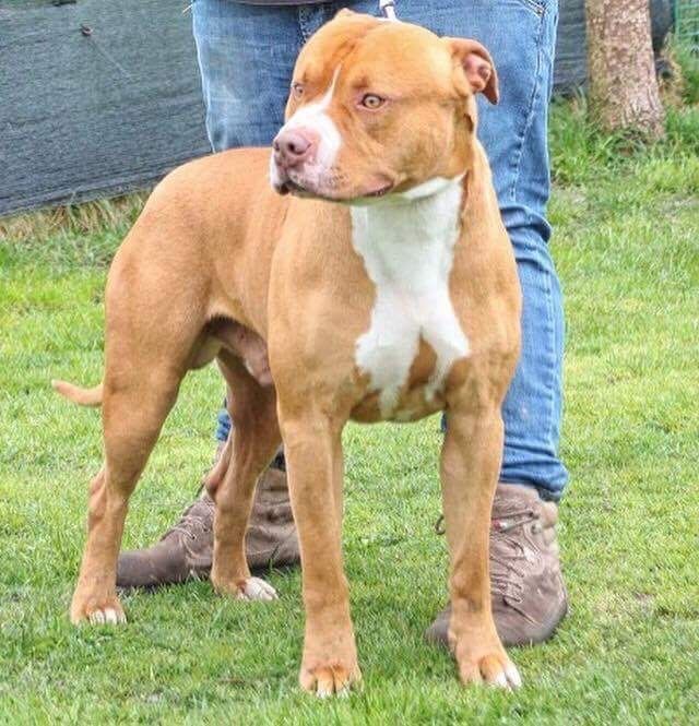 Photo of the dog