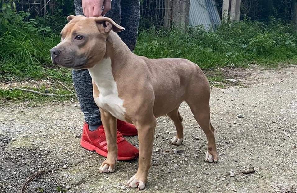 Photo of the dog