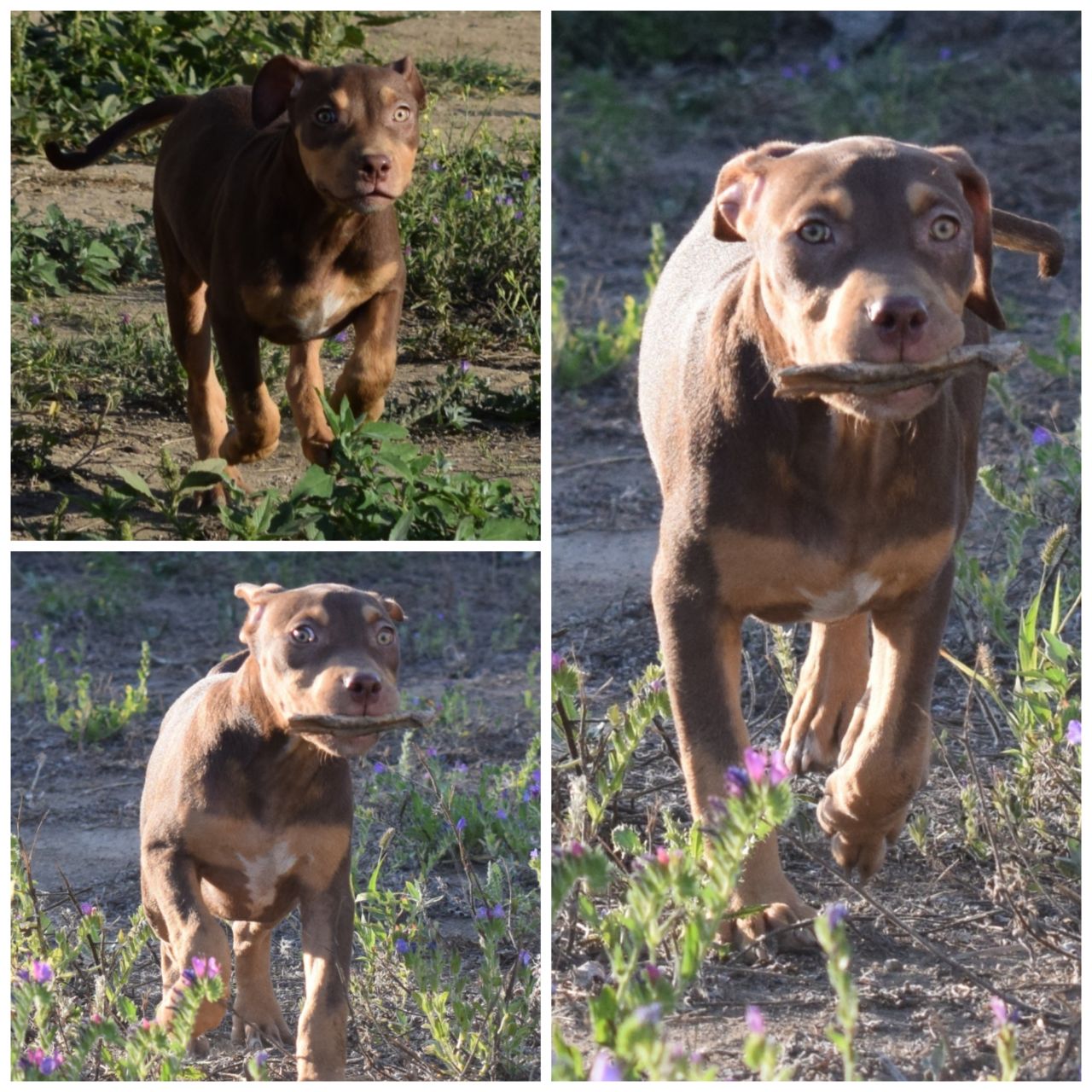 Photo of the dog