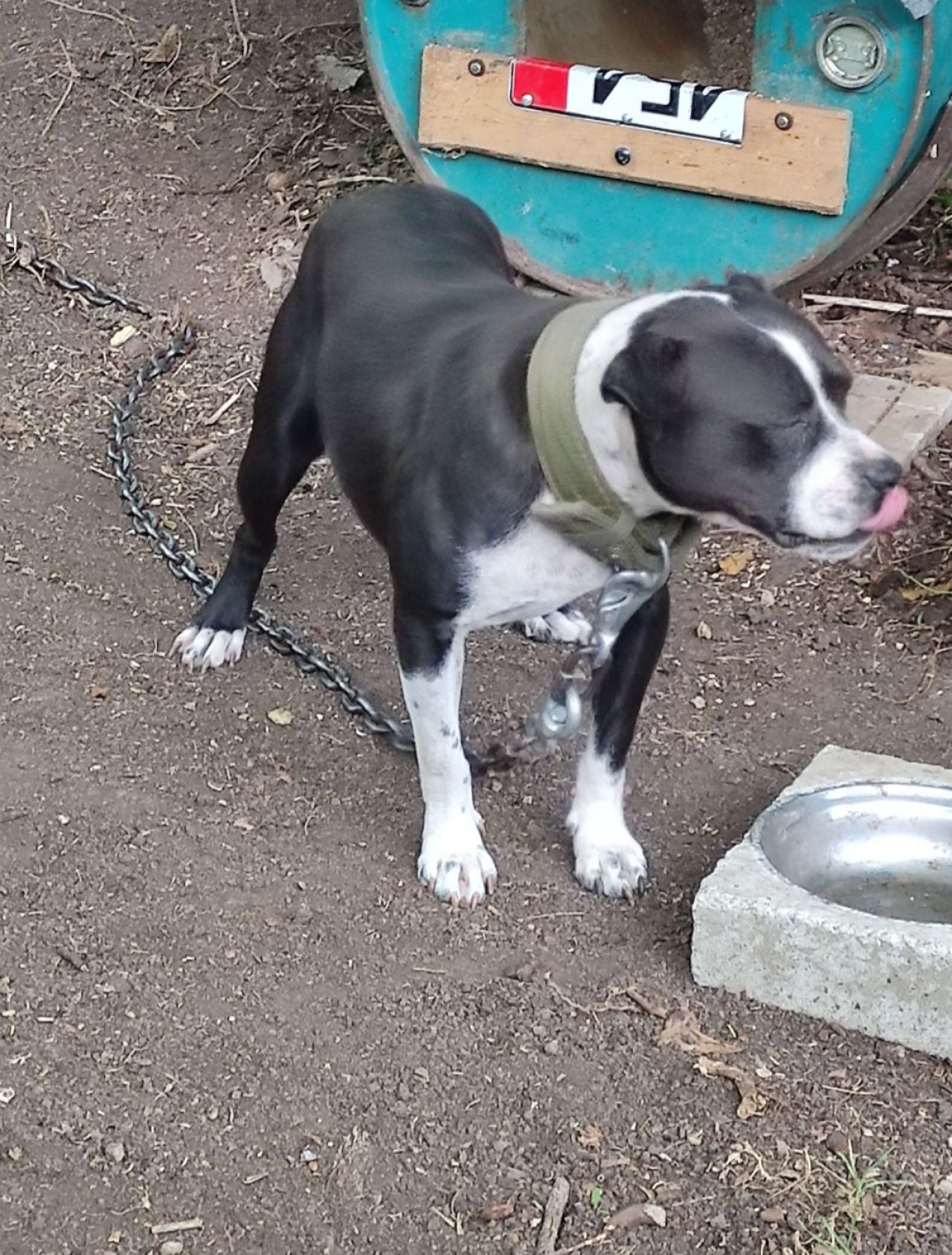 Photo of the dog