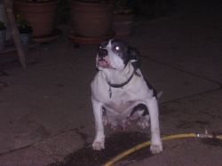 Photo of the dog