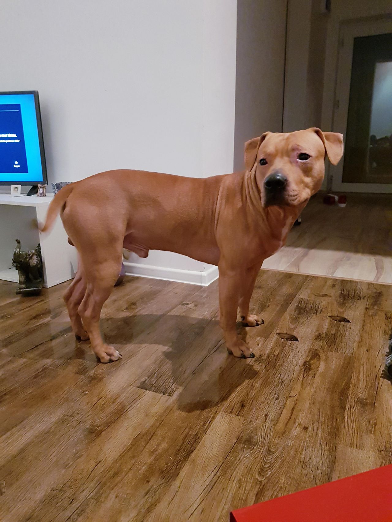 Photo of the dog