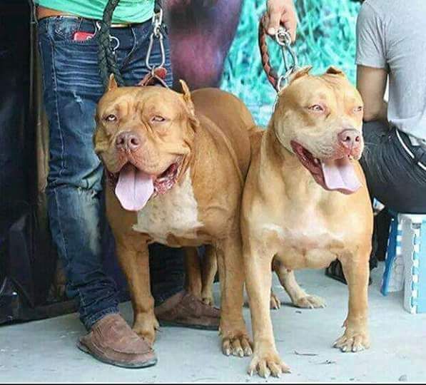 Photo of the dog