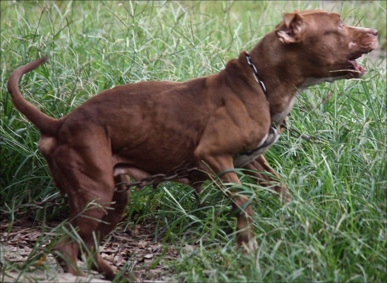 Photo of the dog
