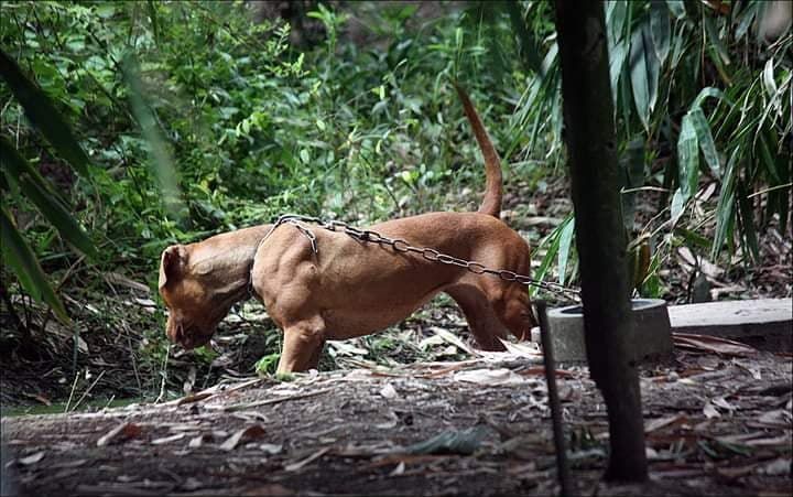 Photo of the dog