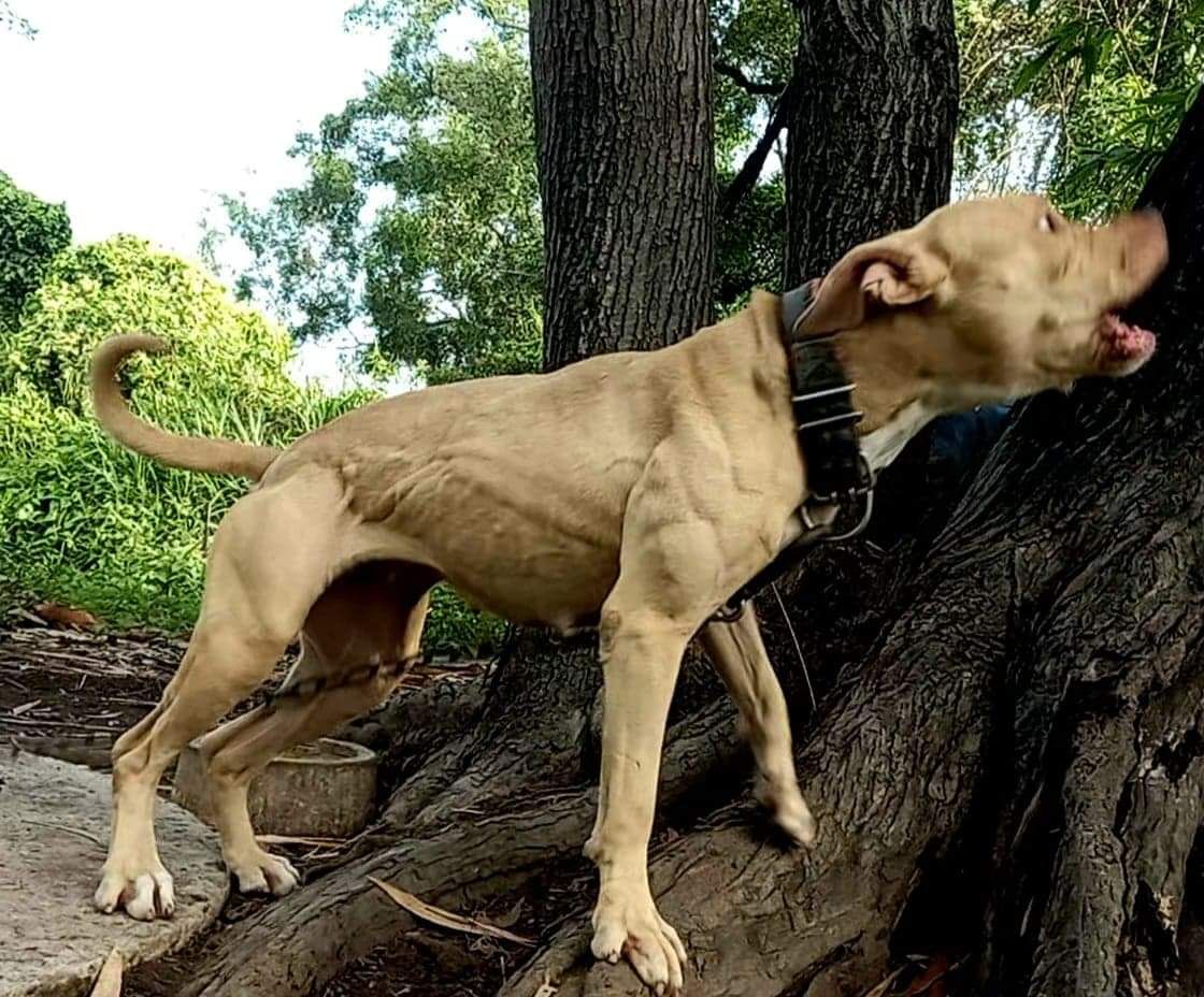 Photo of the dog
