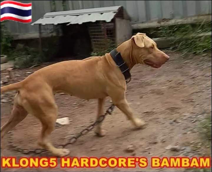 Photo of the dog