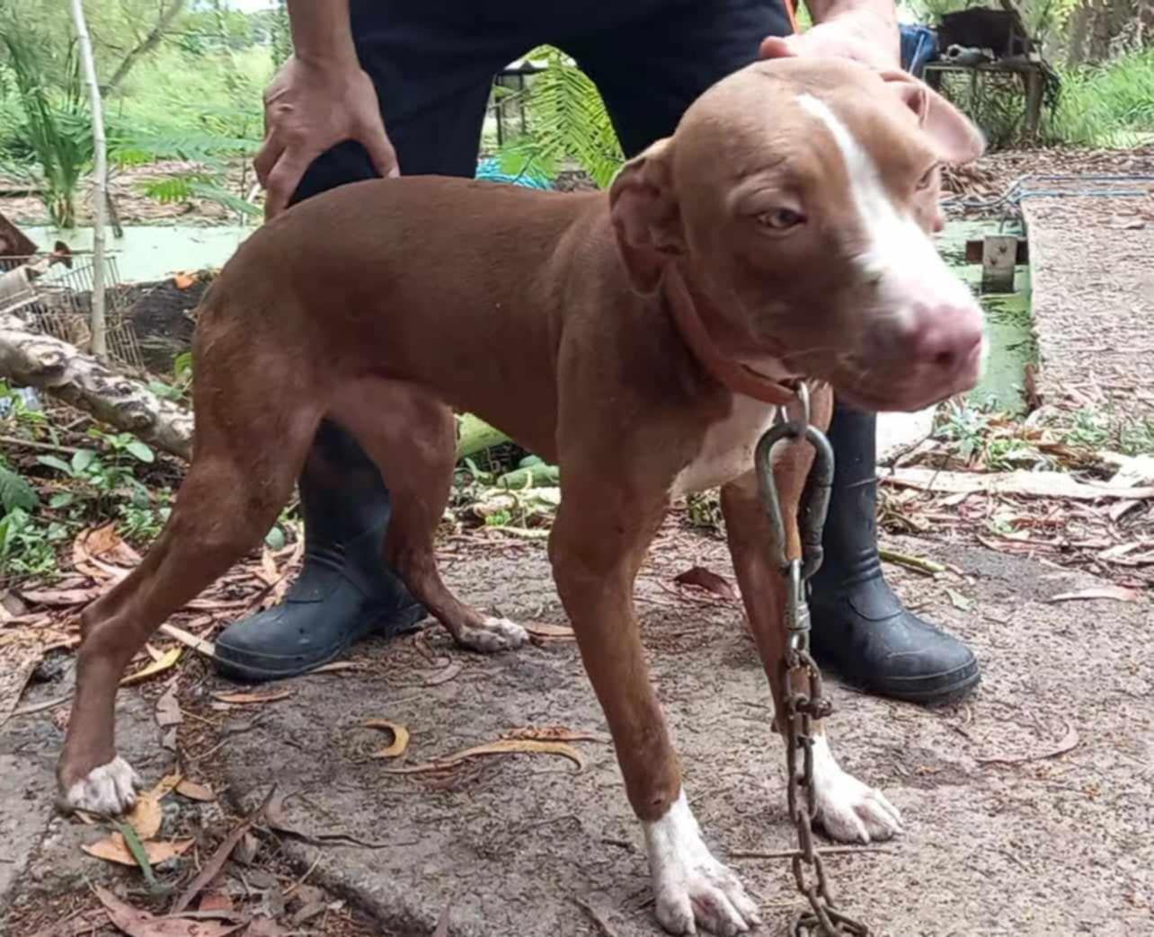 Photo of the dog
