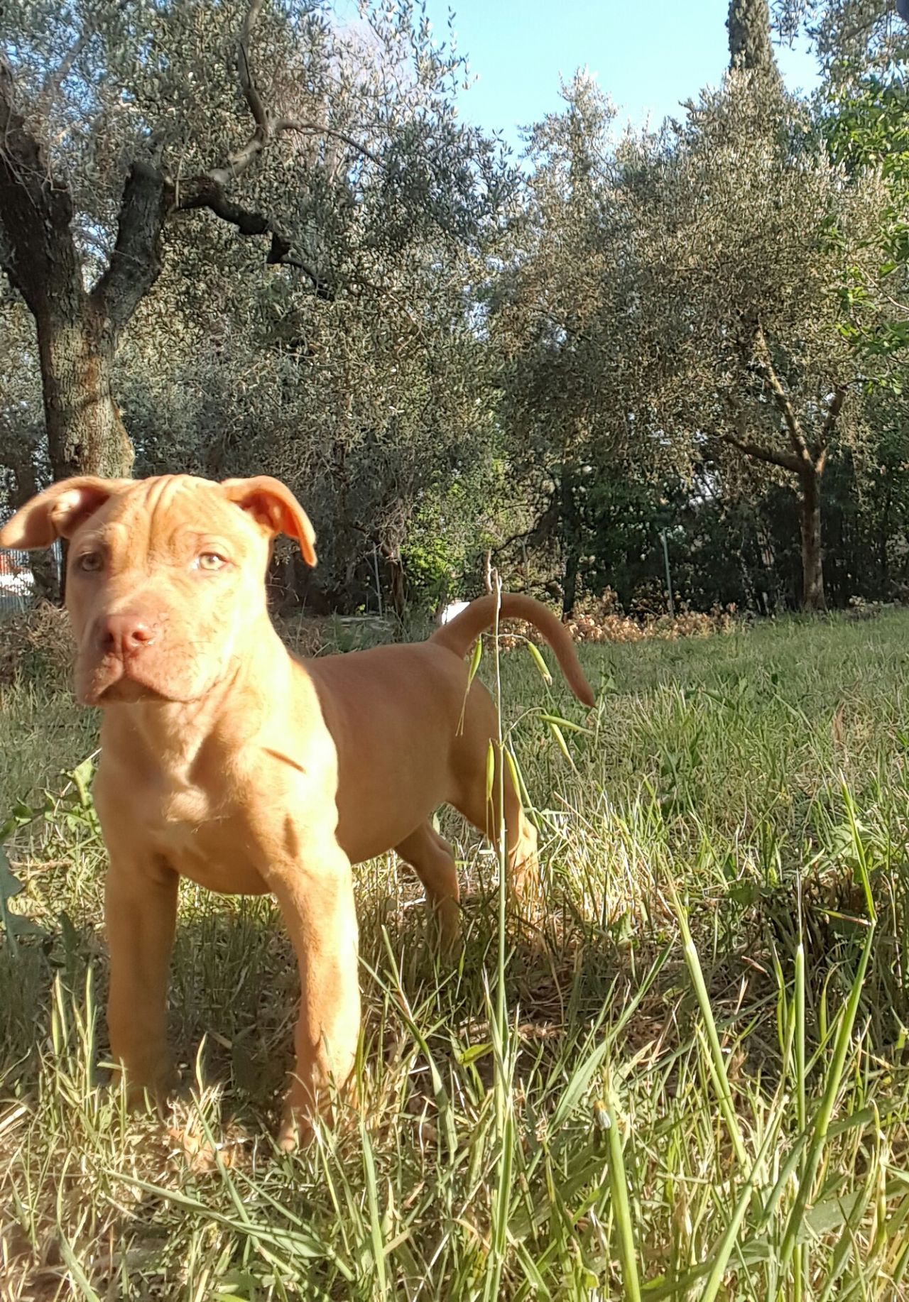 Photo of the dog