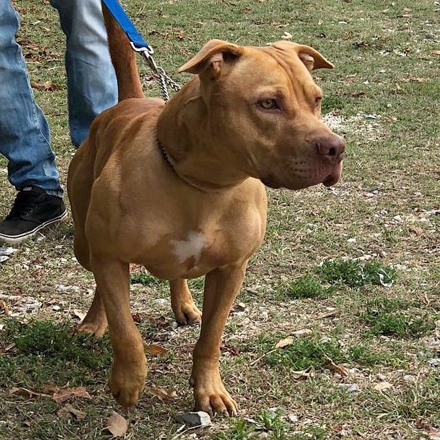 Photo of the dog