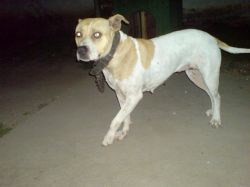 Photo of the dog
