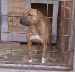Photo of the dog