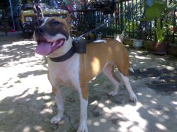 Photo of the dog