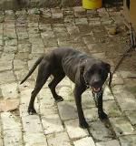 Photo of the dog