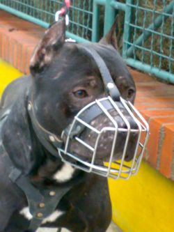 Photo of the dog