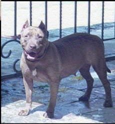 Photo of the dog