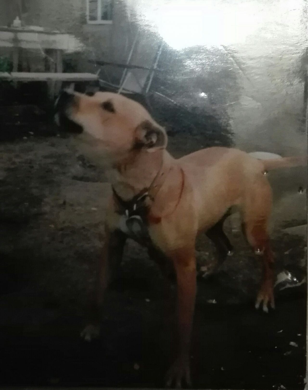 Photo of the dog