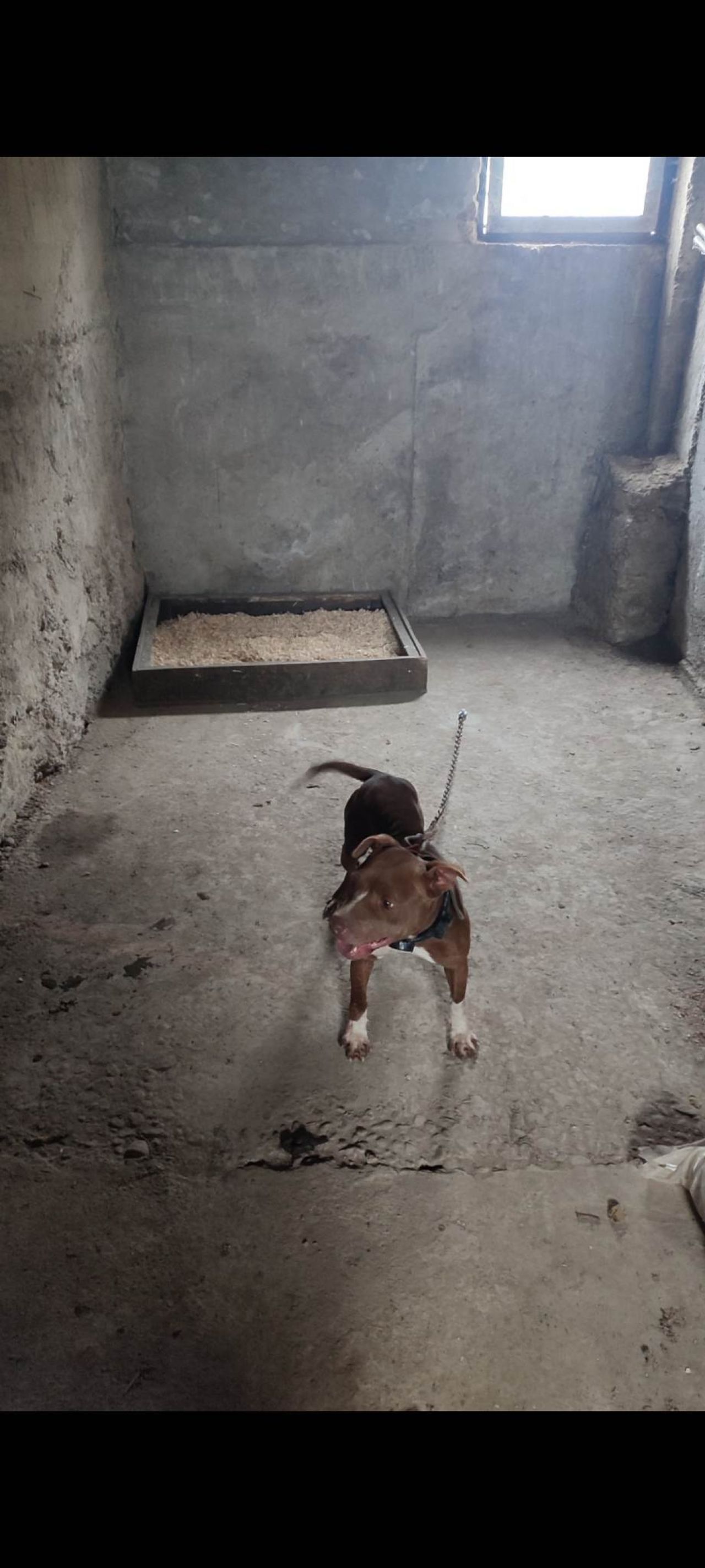Photo of the dog