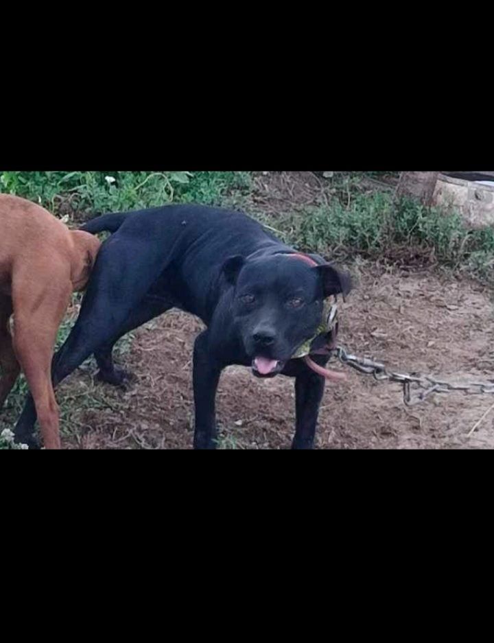 Photo of the dog