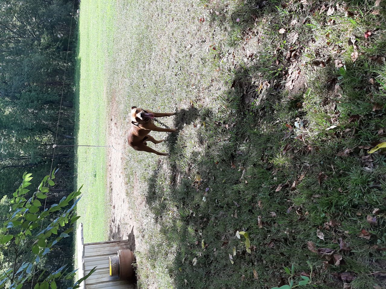 Photo of the dog