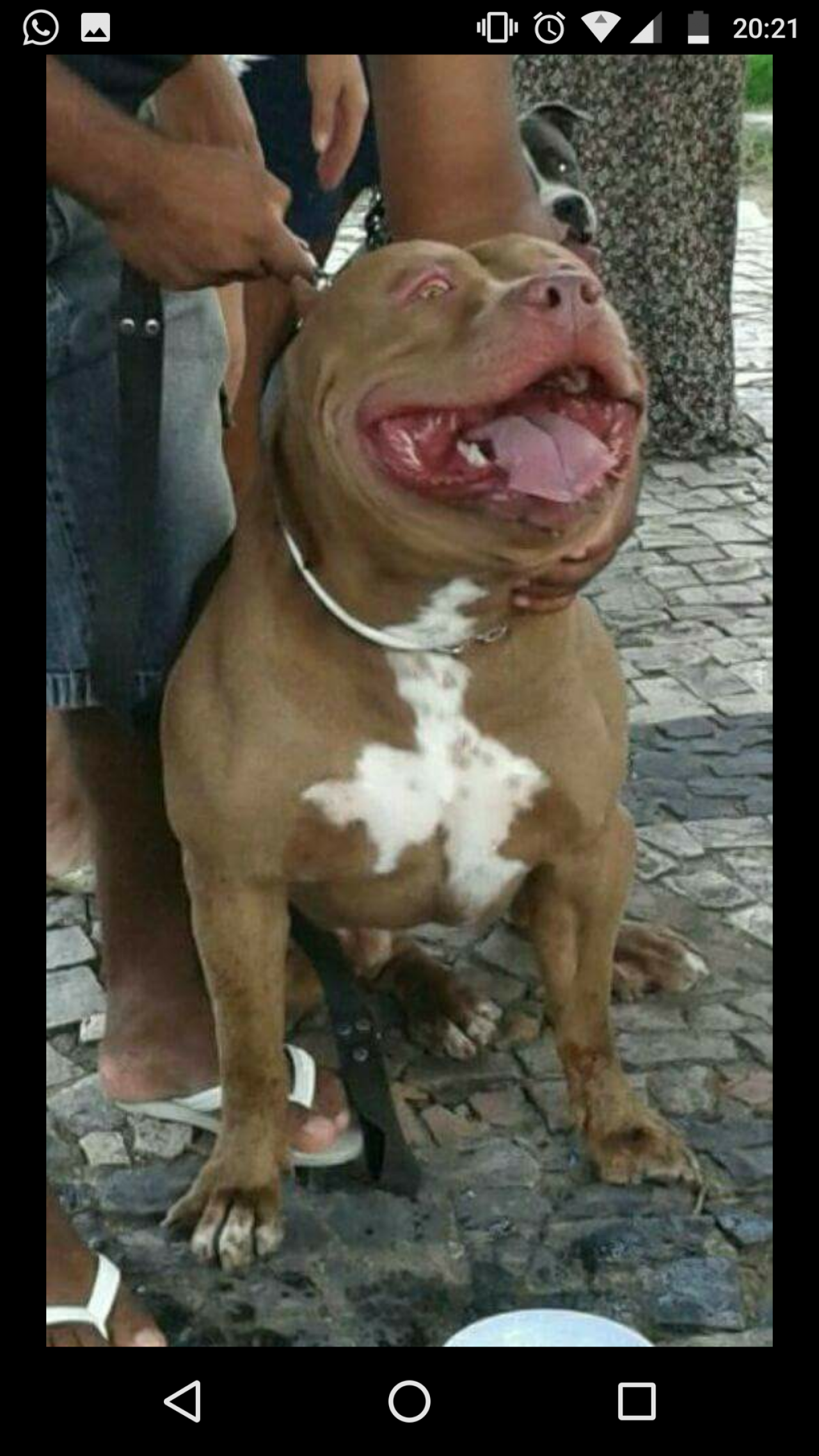 Photo of the dog