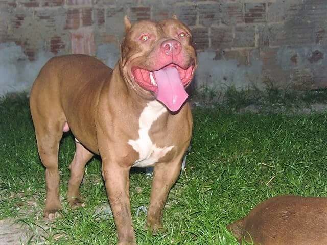 Photo of the dog