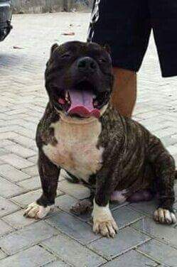 Photo of the dog